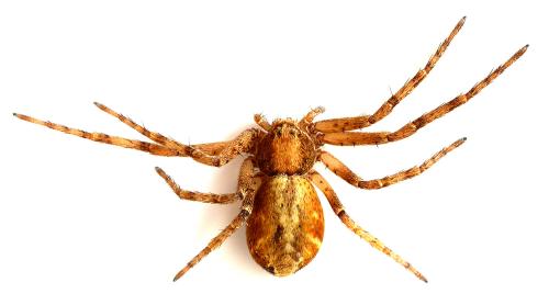 Philodromus sp.